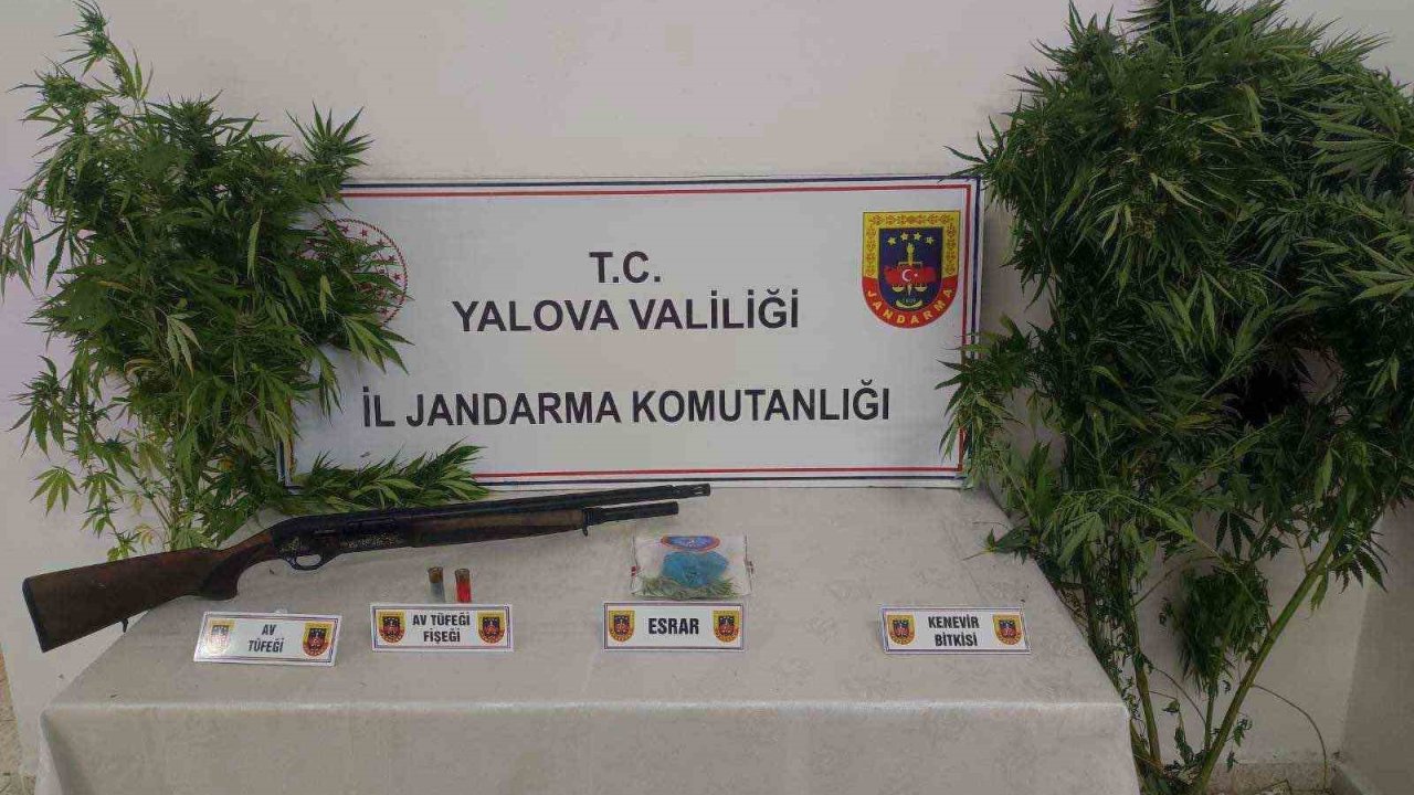 Yalova’da ormanlık alanda uyuşturucu yetiştiren 2 şüpheli yakalandı