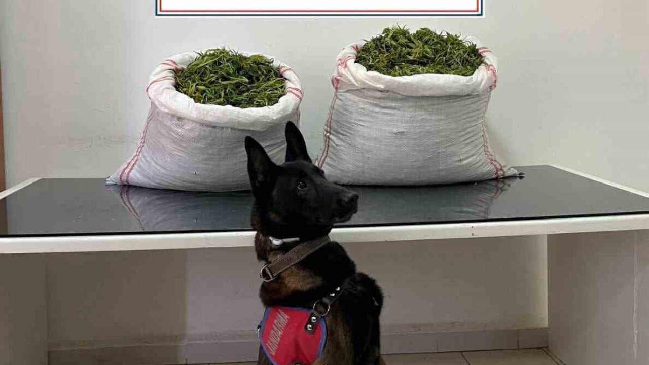 Jandarma’dan uyuşturucu operasyonu