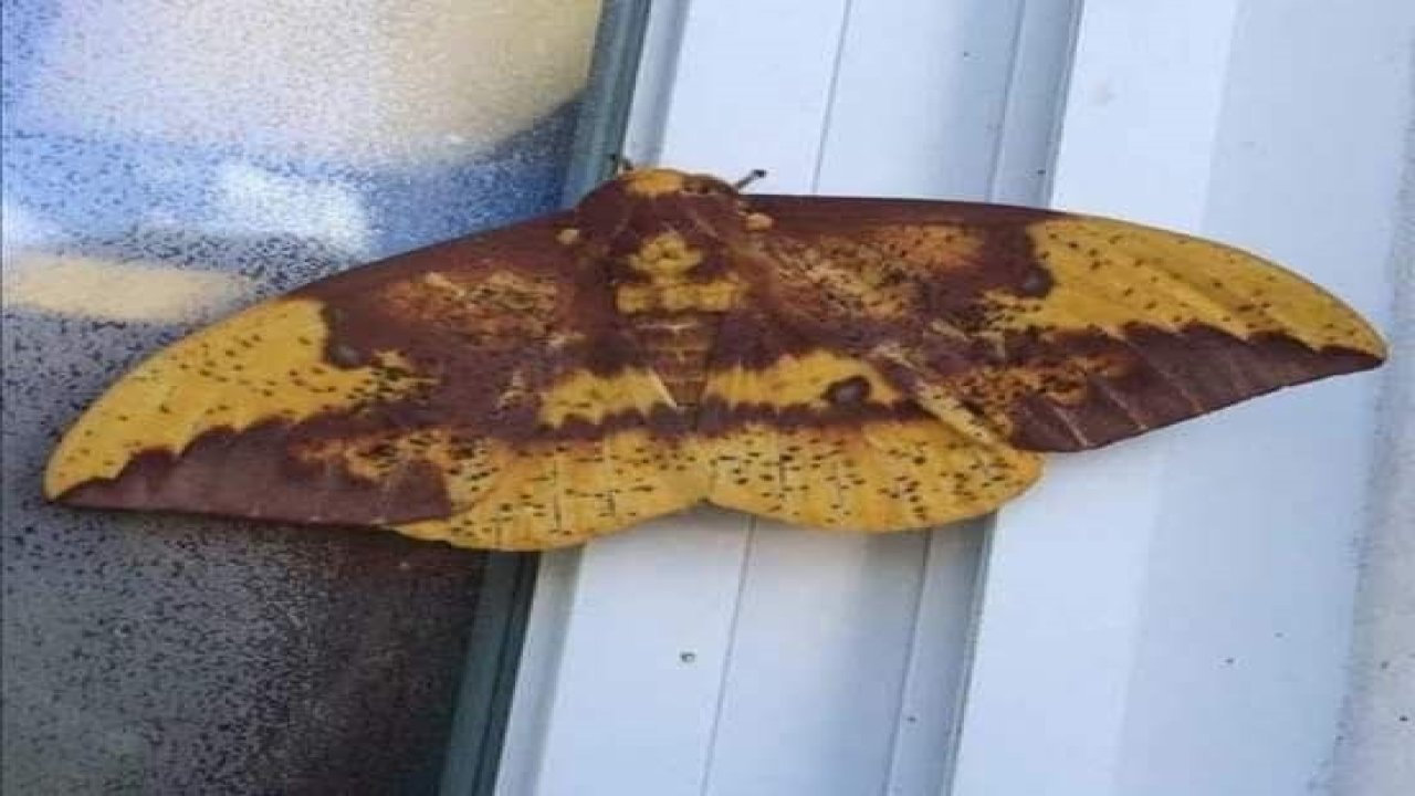 Aydın’da kelebeğin sırtındaki insan silüeti dikkat çekti