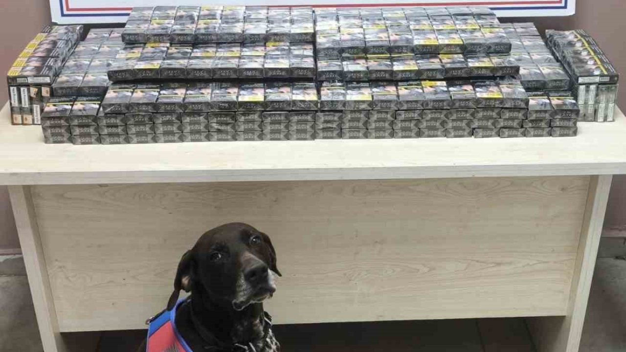 Kimlik kontrolü için durdurulan 2 tırdan 560 paket kaçak sigara ele geçirildi