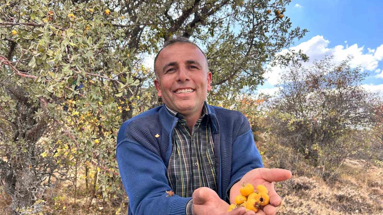 Ankara’nın dağlarında yetişen şifa: "Alıç meyvesi hasadı başladı"