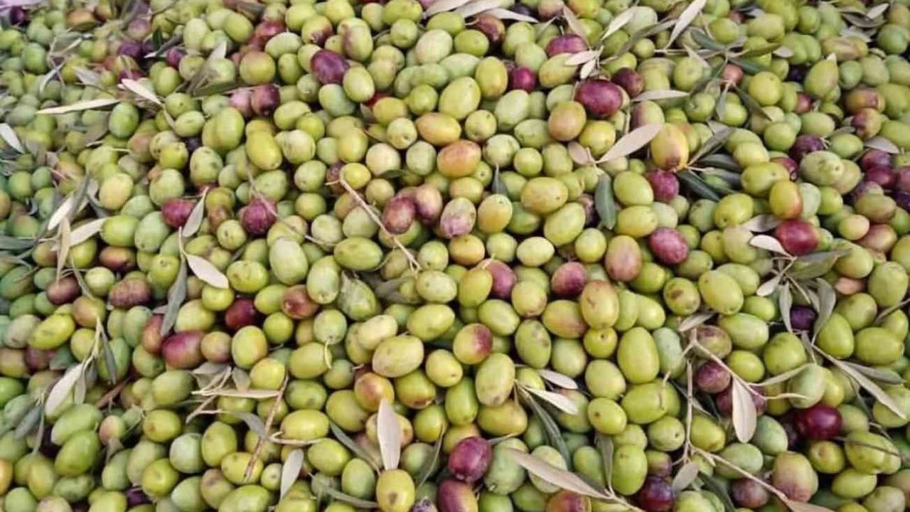 Köşk İlçe Tarım, Aydın Memecik Zeytini’ne dikkat çekti