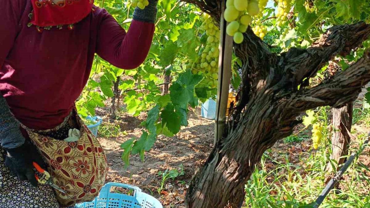 Sarıgöl’de üzüm hasadı aralıksız devam ediyor