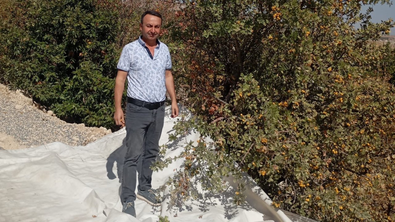 Malatya’da şifa deposu alıçta hasat devam ediyor