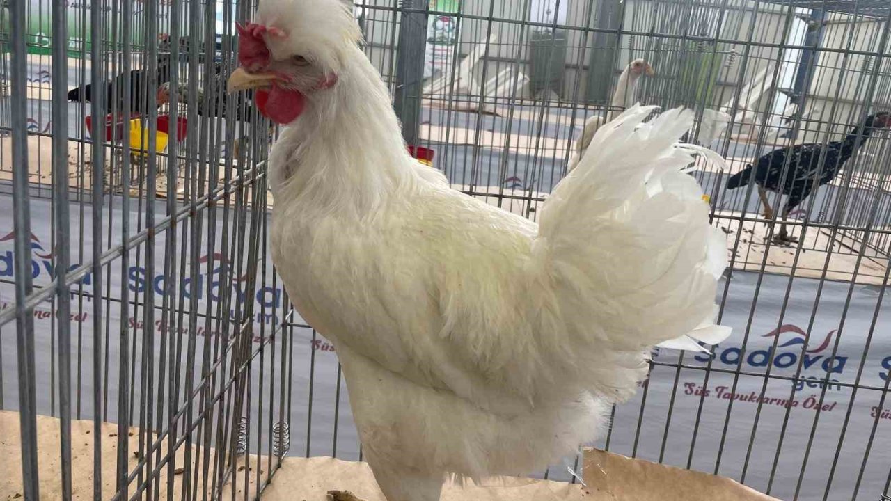 Karadeniz’in "Gugulli"si Balıkesir’de ilgi odağı oldu