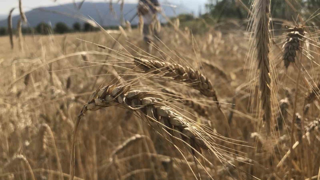 Dünya tahıl arzında rekor beklenti: 3 milyar tonu geçebilir