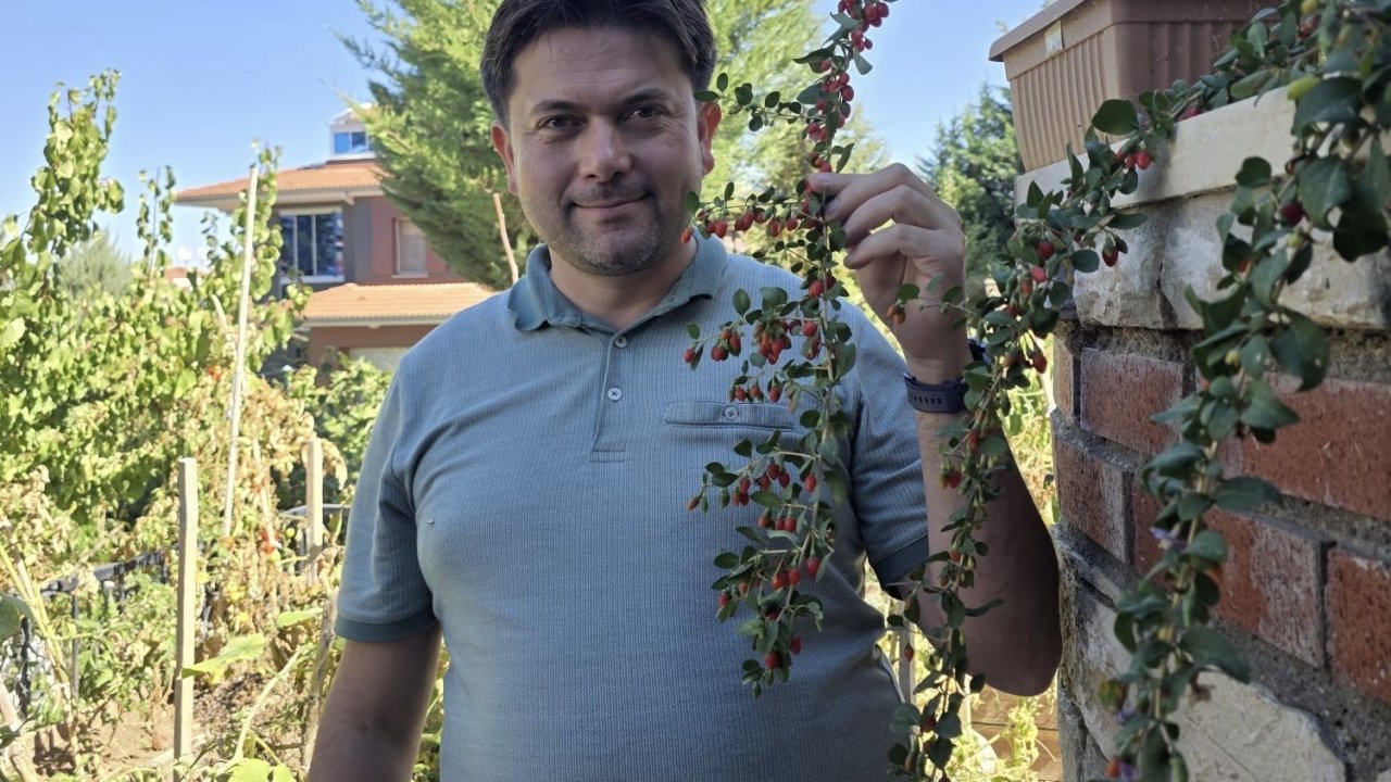 Van’da görevli doktor tropik meyve yetiştirdi