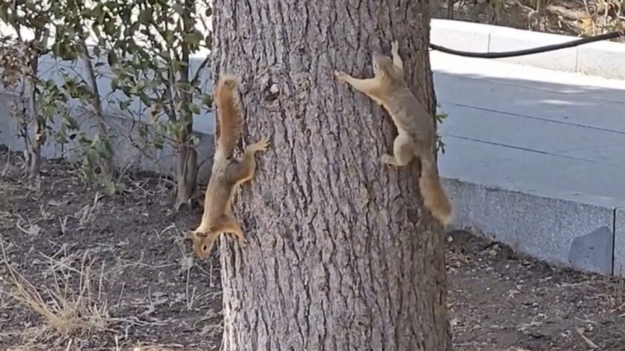 Çanakkale’de milli parkta yaşayan sincaplar isimlerini Troya’nın efsanelerinden aldı