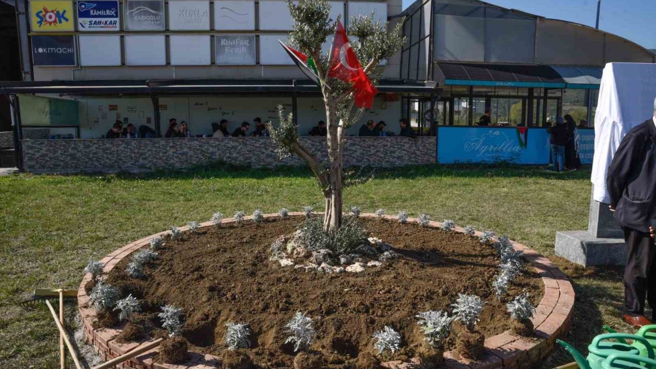 OMÜ’de Filistin için "zeytin ağacı anıtı" dikildi