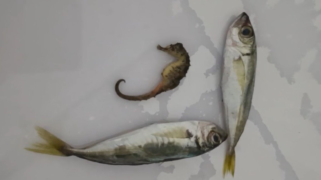 Yüksekova’da ilginç olay: Balıkların arasından denizatı çıktı