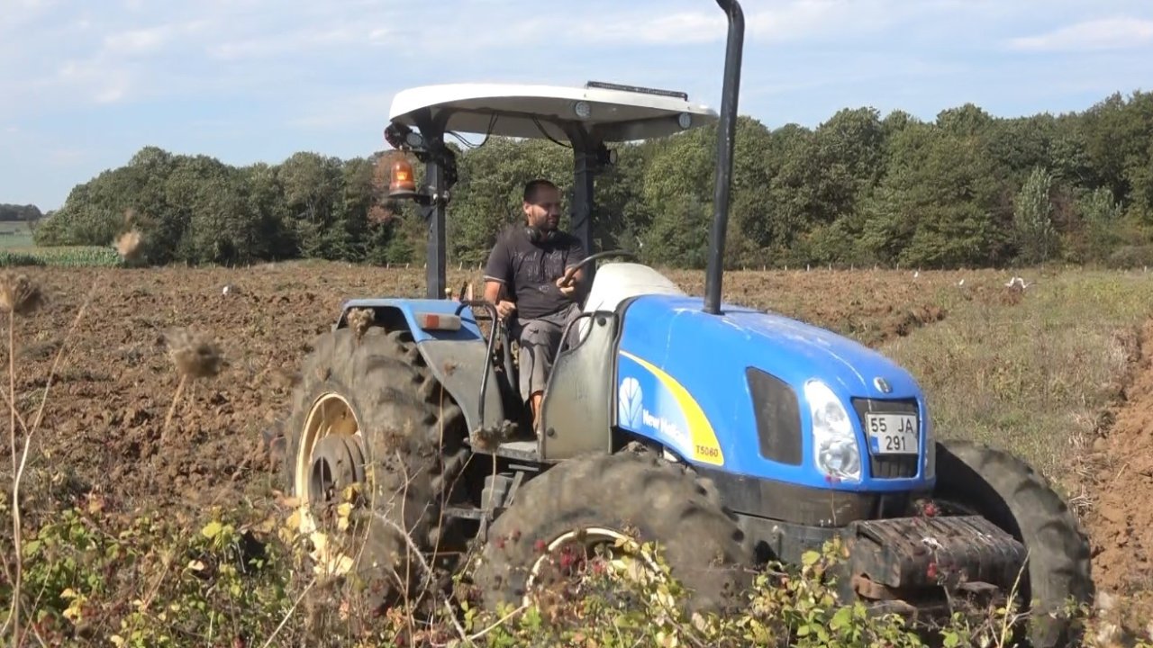 Bafra Ovası’nda 100 bin dekarlık alanda kışlık sebze ekimi başladı
