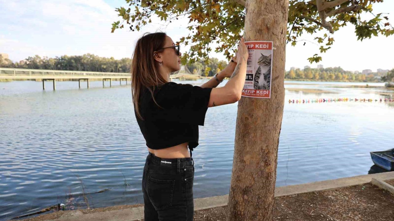 Kayıp kedisini bulana 100 bin lira ödül verecek
