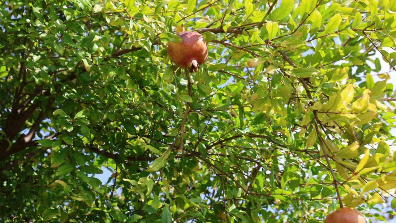 Tescilli Kuytucak narında hasat başladı