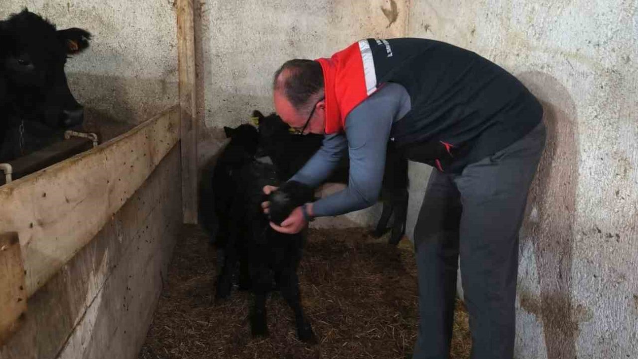 Bayburt’ta etçi ırk damızlık hayvan kontrolleri yapıldı