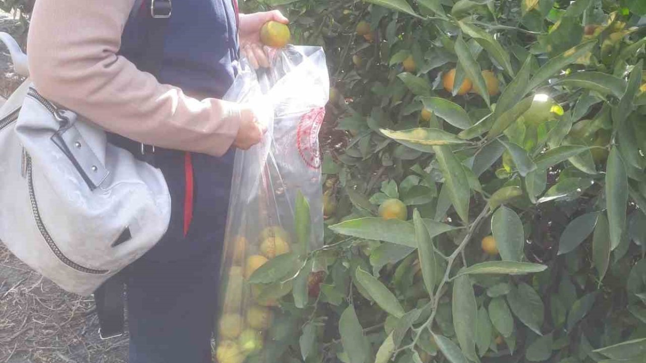 Söke’de hasat öncesi numune alımları yapıldı