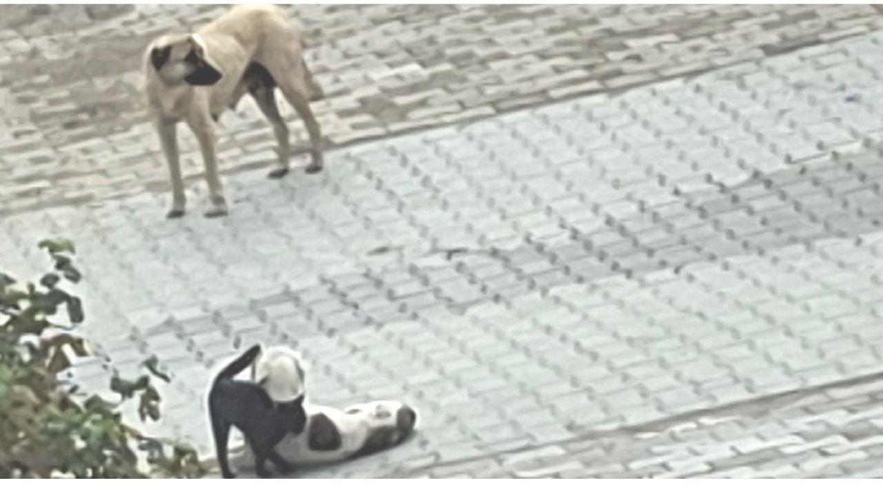 Kedi-köpek dostluğu kameralara yansıdı