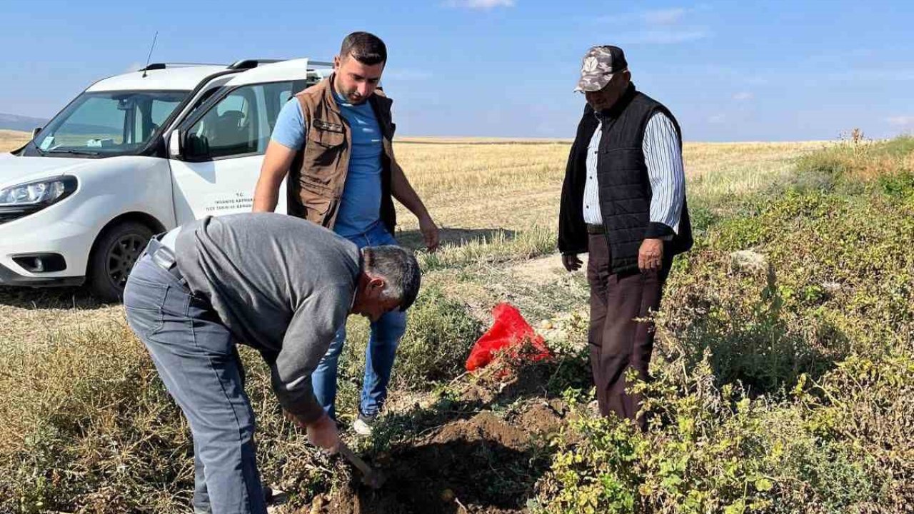 Patates hasadı öncesi inceleme yapıldı