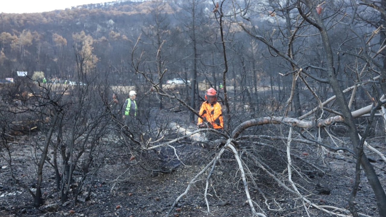 Honaz Dağı Milli Parkında yanan alanlar yeşillendiriliyor