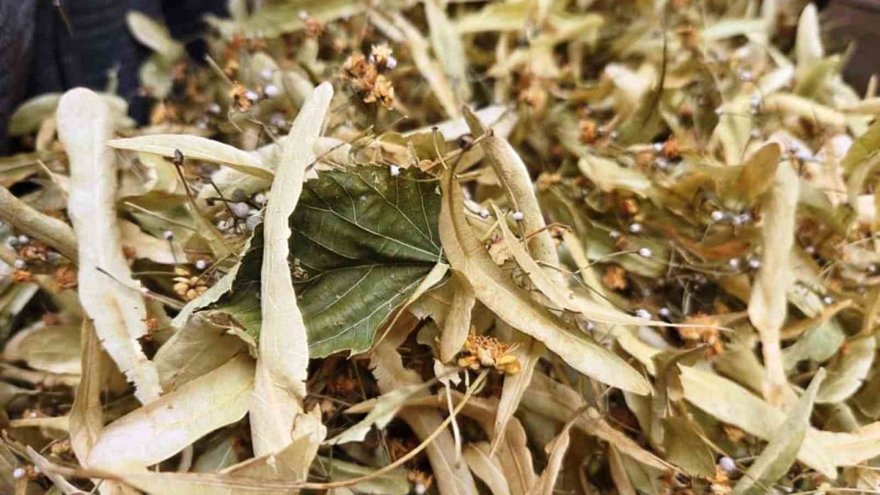 Şifa deposu ıhlamura ilgi arttı