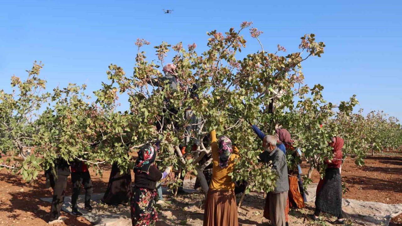 Zirai don, kuraklık ve yok yılı Antep fıstığı rekoltesini düşürdü