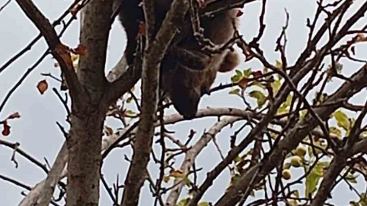 Çıktığı ağaçta mahsur kalan yavru ayı kurtarıldı