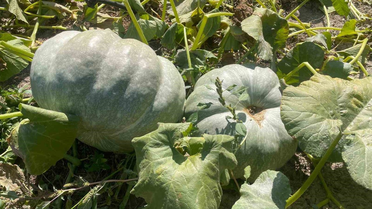 Hayvan gübresiyle 40 kilograma ulaşan kabaklarını taşımakta zorlandı