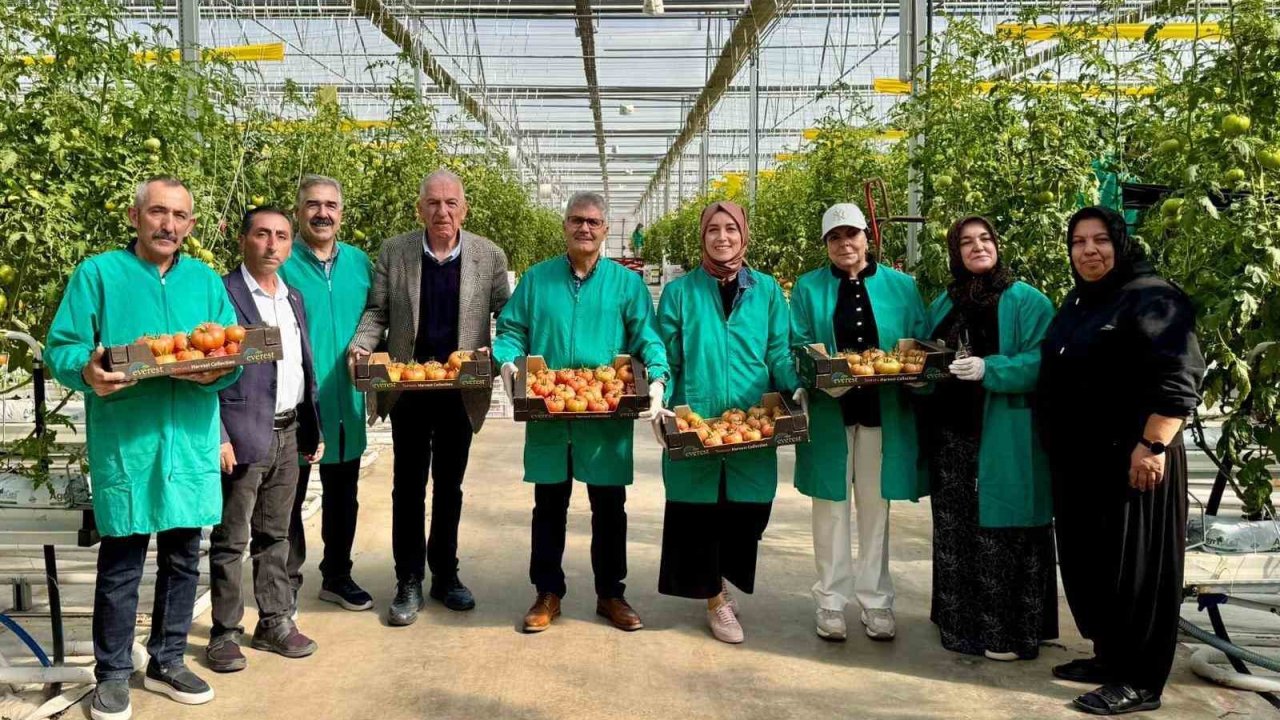 Niğde’de jeotermal enerjiyle ısıtılan seralarda domates hasadı