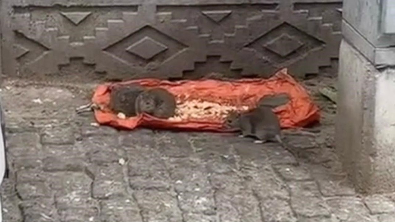 Tekirdağ’da vatandaşlar tedirgin: "Fareler sokakları bastı"