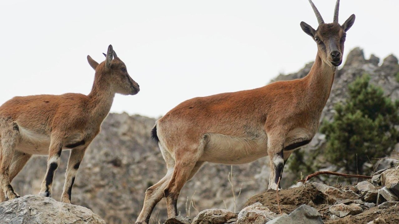 Pozantı’da yaban keçileri görüntülendi