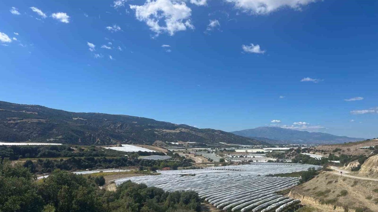 Çekirdeksiz üzümler koruma altında