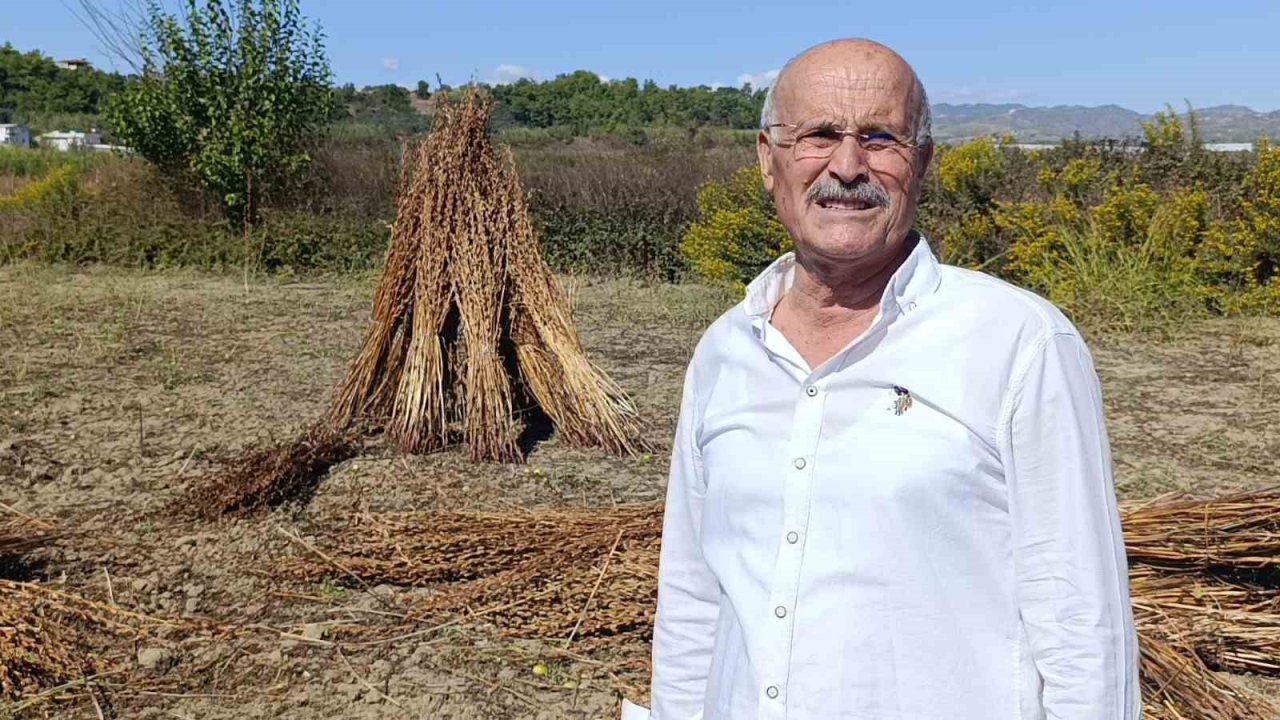 Coğrafi işaret tescilli Altın Susam’a hırsız dadandı
