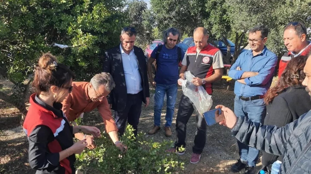 Aydın’da sakız ağacı üretimi yaygınlaştırılacak