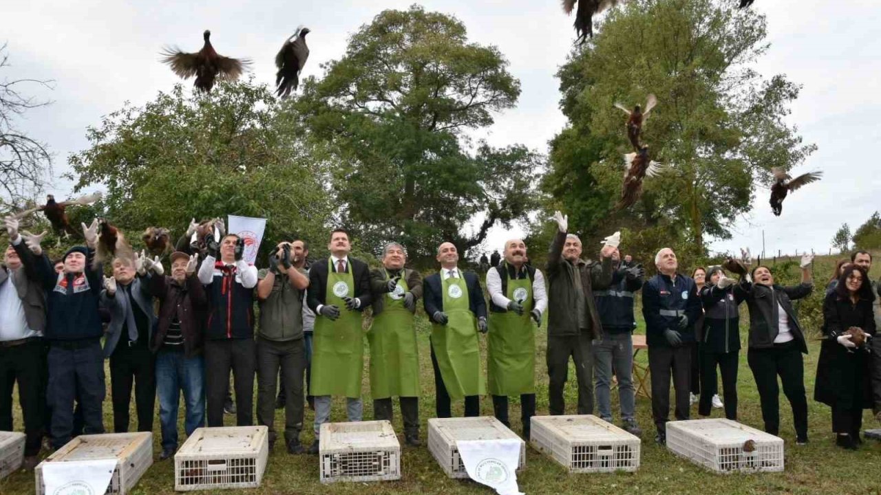 Sinop’ta 250 sülün kuşu doğaya bırakıldı