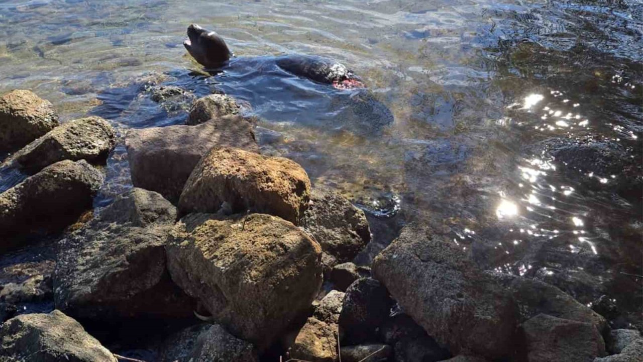 Yaralanan Akdeniz yavru keşiş foku öldü