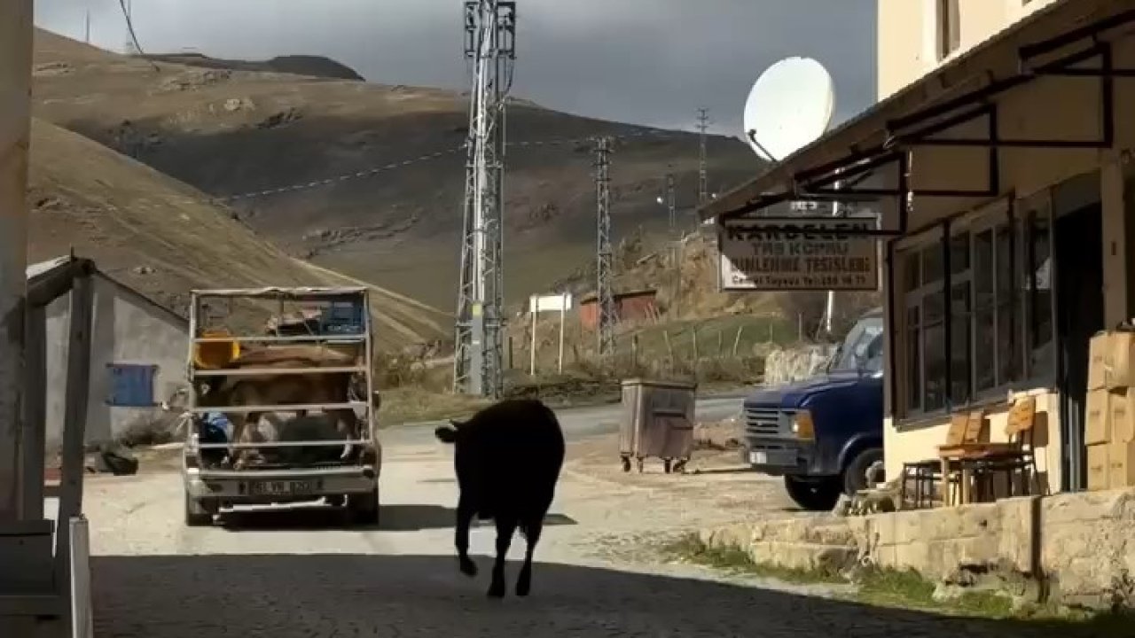 İneklerin yayladan hüzünlü ayrılığı sosyal medyada viral oldu