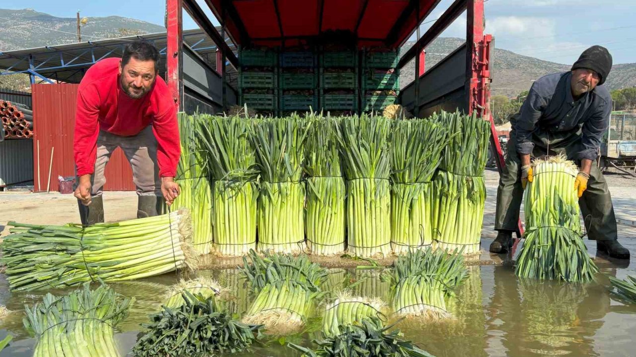 Kış sebzesi pırasada hasat heyecanı