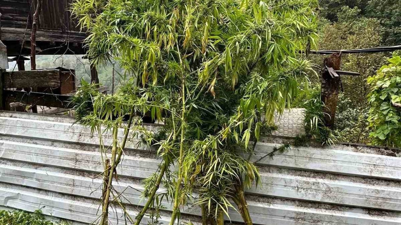 Artvin’de uyuşturucu operasyonu: 5 gözaltı