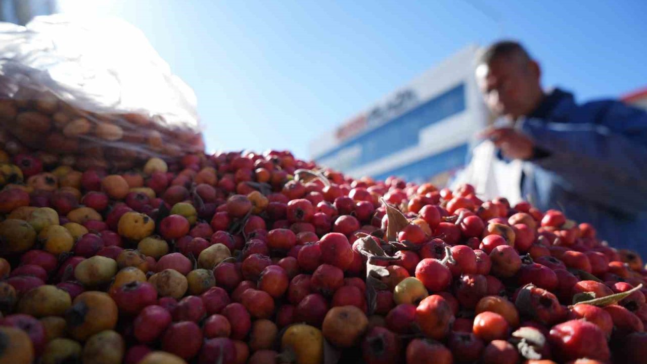 ’Seyyar doktor’ dağ bitkileriyle şifa dağıtıyor