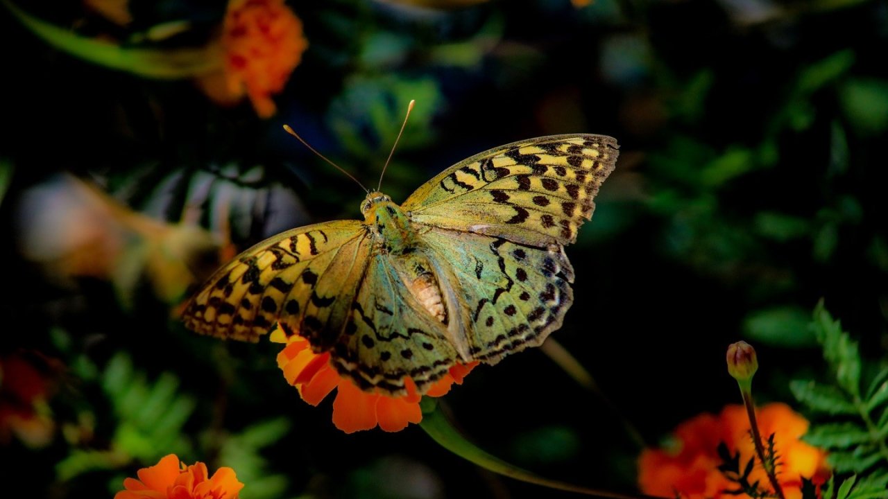 Elazığ’da kelebeklerin çiçeklerle buluşması görsel şölen oluşturdu