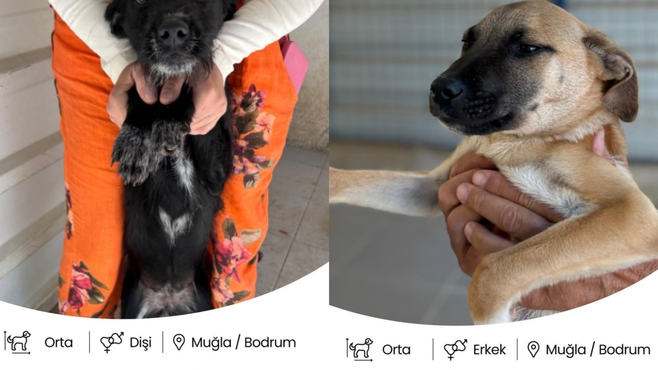 Bodrum Belediyesi Yuvalandırma Platformu hayata geçti