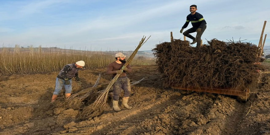 Bandırma’da Güvenilir Ceviz Fidanı Yetiştiriciliği