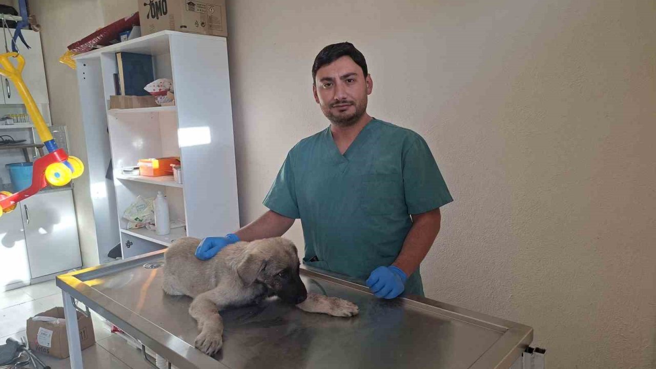 Yaralı sokak köpeğine belediye sahip çıktı
