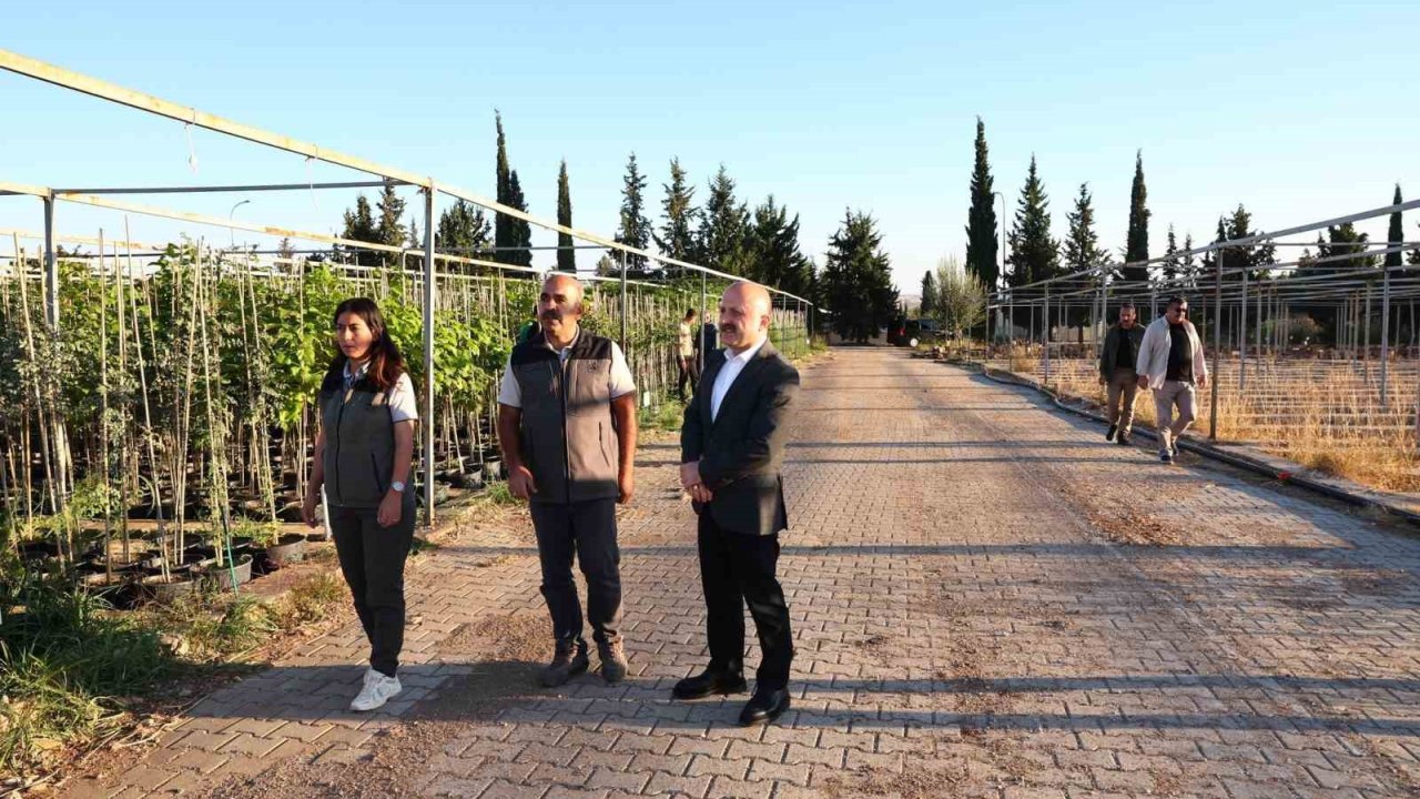 Vali Varol, orman fidanlığında incelemelerde bulundu