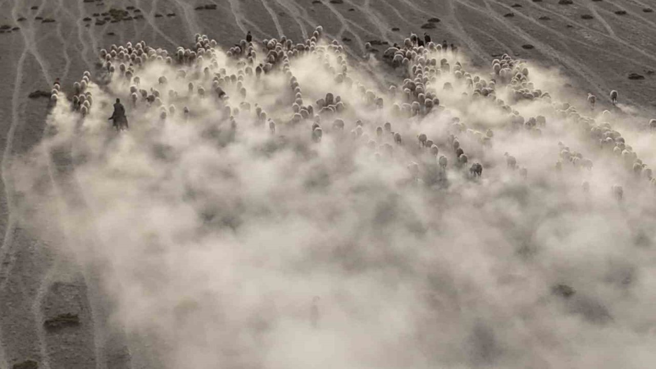 Arazide ilerleyen koyun ve kuzuların toz bulutlarıyla görüntüsü görsel şölen sundu