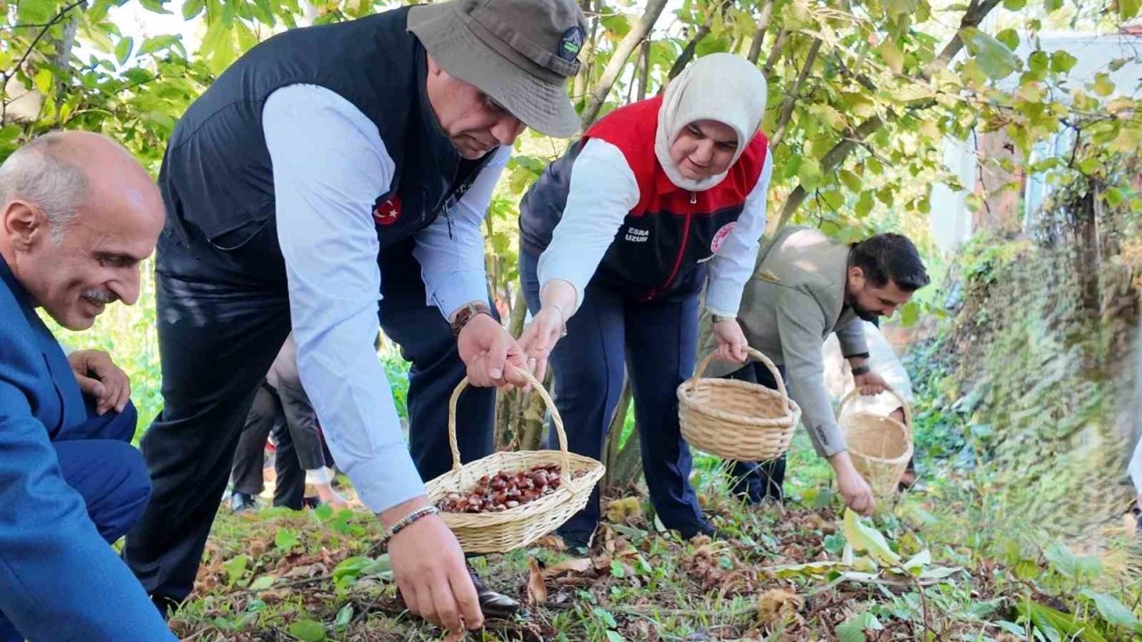 2024’te 794 ton kestane üretimi gerçekleşti