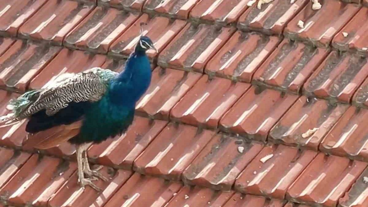 Müstakil evin çatısında gezen tavus kuşu ilginç görüntü oluşturdu