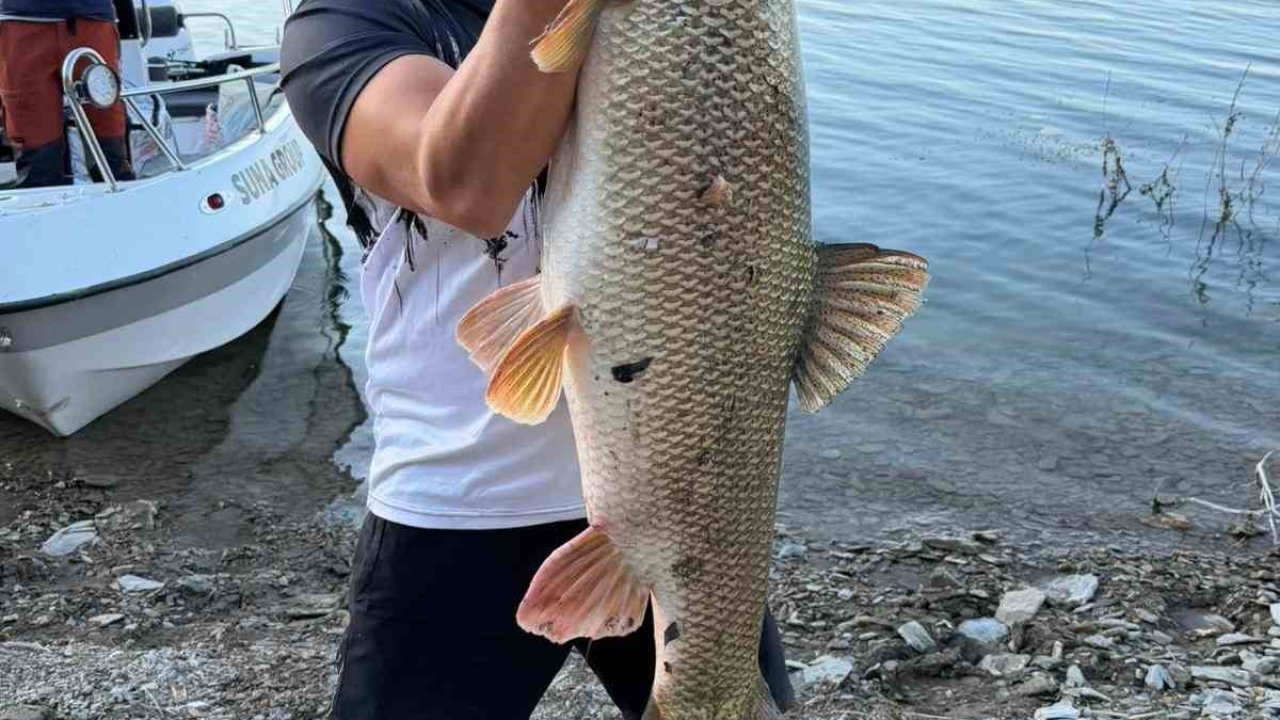Elazığ’da balıkçı 70  kiloluk turna yakaladı