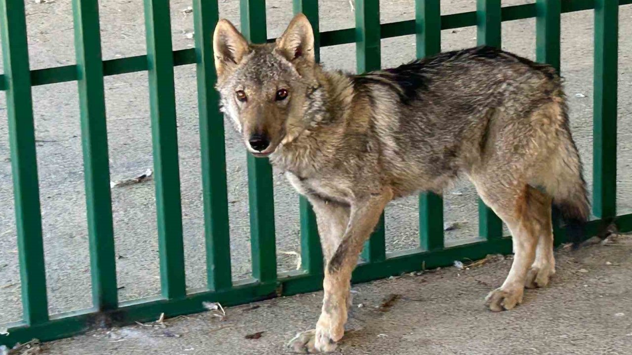 Zincire vurulmuş halde bulunan kurt rehabilite ediliyor