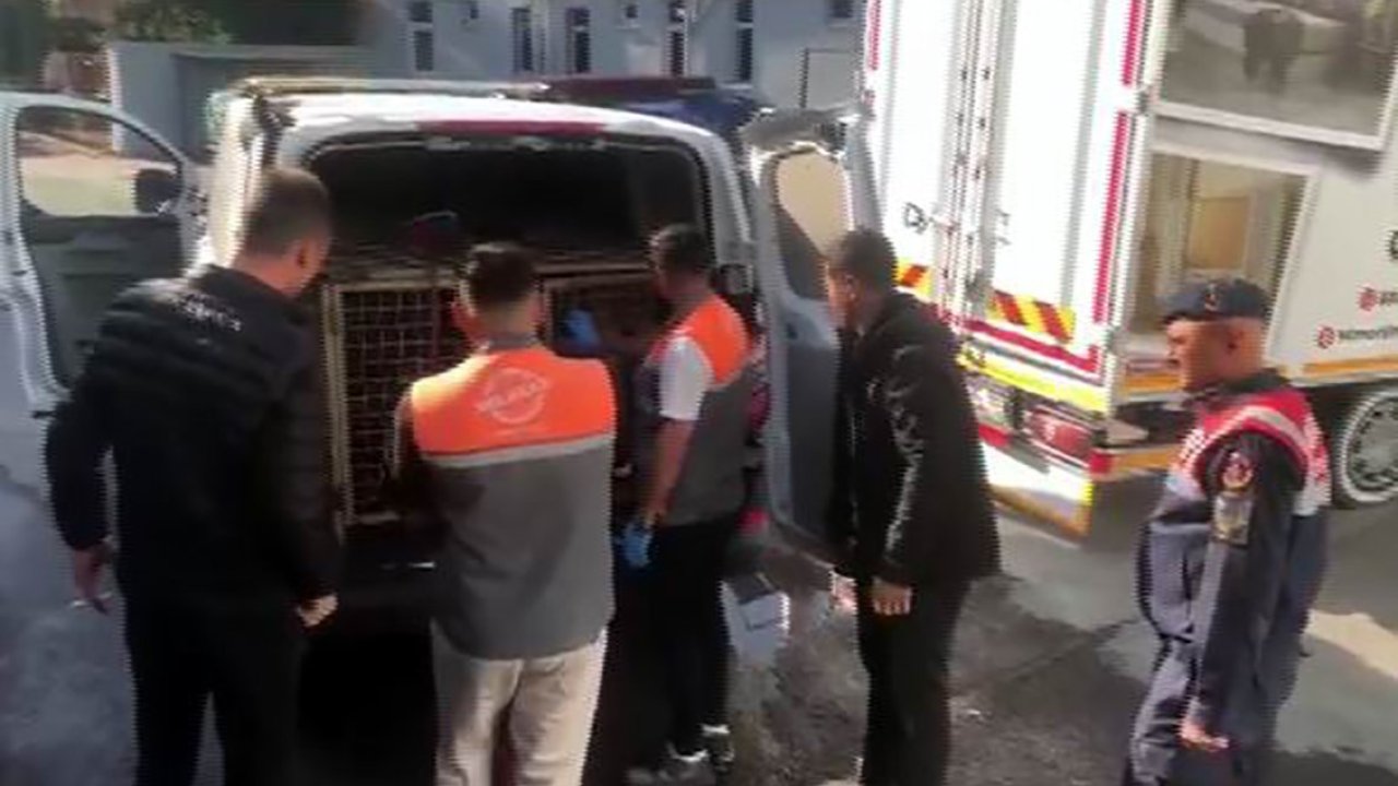 Jandarmadan köpek dövüşçülerine suçüstü