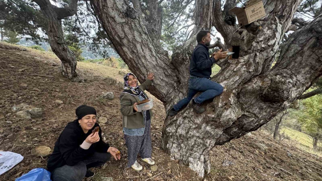 Kovanlarından kaçan firari arıların izini sürüp Toroslardaki doğal kovanları buluyorlar